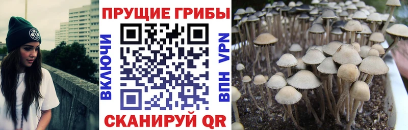 Галлюциногенные грибы Cubensis где можно купить наркотик Снежногорск